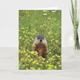Groundhogsルールカード カード