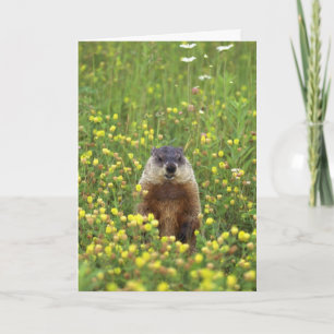 Groundhogsルールカード カード