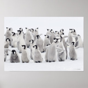 Group of Emperor penguins (Aptenodytes forsteri) ポスター