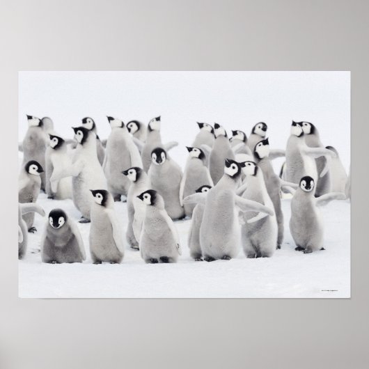 Group of Emperor penguins (Aptenodytes forsteri) ポスター (正面)
