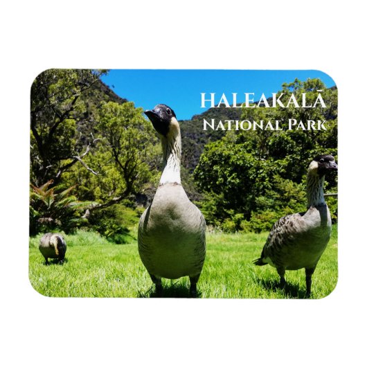 Group of Nanet, Haleakalala National Park, Maui, H マグネット (横)