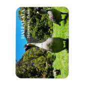 Group of Nanet, Haleakalala National Park, Maui, H マグネット (縦)