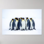 Group of Penguins ポスター (正面)