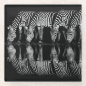 Group of Plains Zebra Drink Together at Night ガラスコースター (正面)
