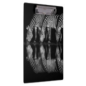 Group of Plains Zebra Drink Together at Night クリップボード (右)