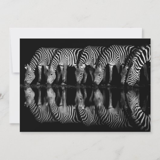 Group of Plains Zebra Drink Together at Night サンキューカード (正面)