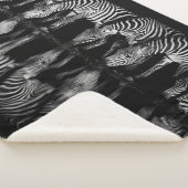 Group of Plains Zebra Drink Together at Night シェルパブランケット (3/4)