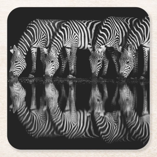Group of Plains Zebra Drink Together at Night スクエアペーパーコースター (正面)