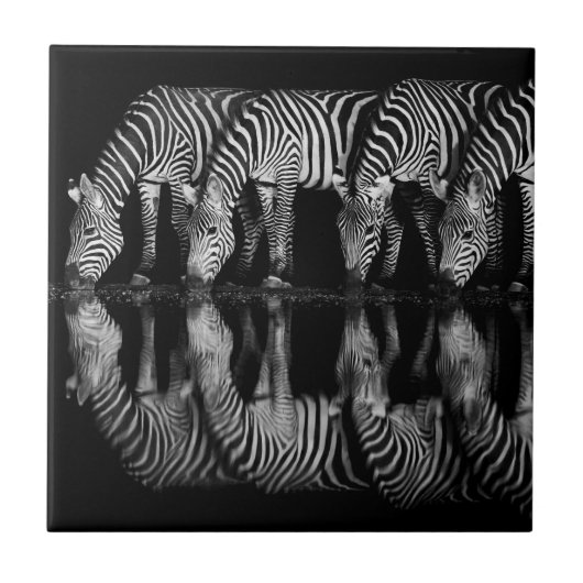 Group of Plains Zebra Drink Together at Night タイル (正面)
