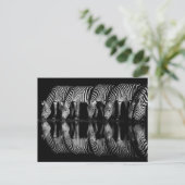 Group of Plains Zebra Drink Together at Night ポストカード (スタンド正面)