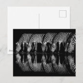 Group of Plains Zebra Drink Together at Night ポストカード (正面/裏面)