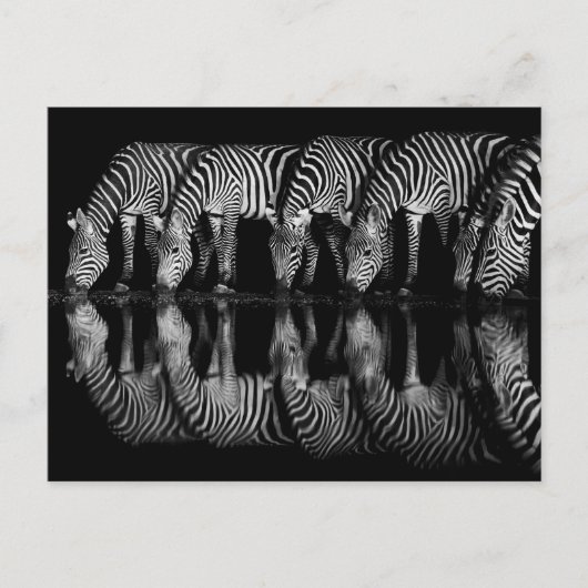 Group of Plains Zebra Drink Together at Night ポストカード (正面)