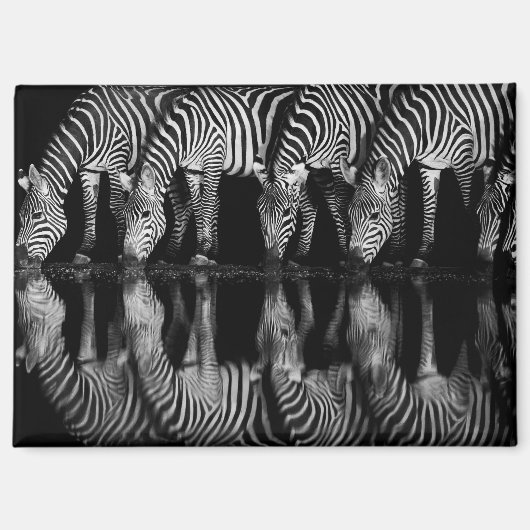 Group of Plains Zebra Drink Together at Night マグネット (正面)