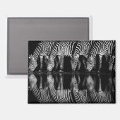 Group of Plains Zebra Drink Together at Night マグネット (正面/裏面)