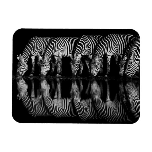 Group of Plains Zebra Drink Together at Night マグネット (横)