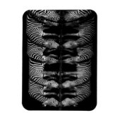 Group of Plains Zebra Drink Together at Night マグネット (縦)