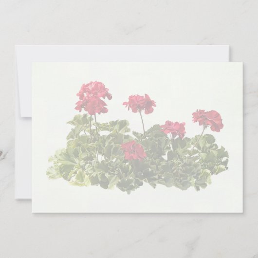 Group of Red Geraniums 招待状 (裏面)