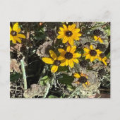 Group of Yellow Flowers Postcard ポストカード (正面)