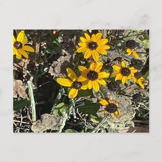 Group of Yellow Flowers Postcard ポストカード (正面)