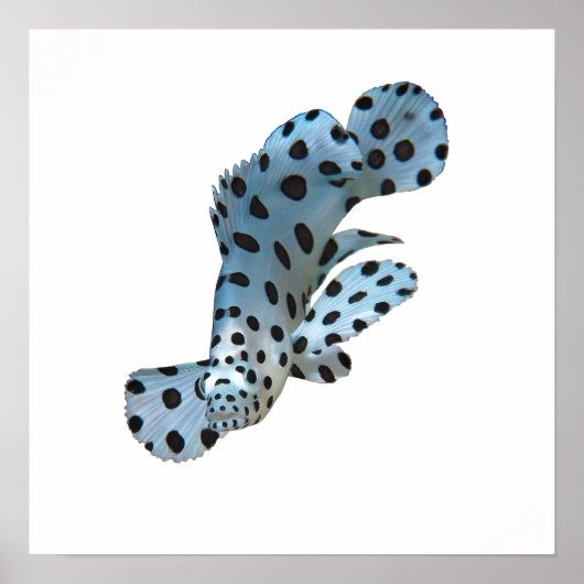 Grouper -抽象デザイン – 写真を切り取る | ポスター (正面)