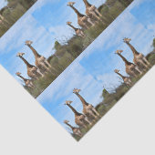 Growing Tall Safari Harmony 薄葉紙 (詳細)