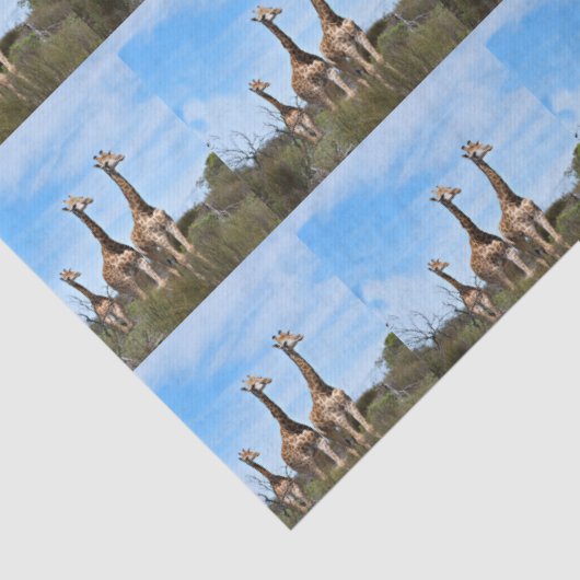 Growing Tall Safari Harmony 薄葉紙 (詳細)