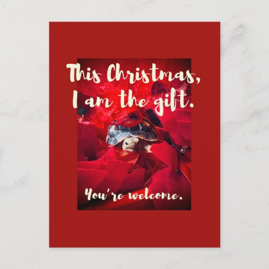 Grumpy Cute Baby Sulcata Tortoise Christmas Gift ポストカード (正面)