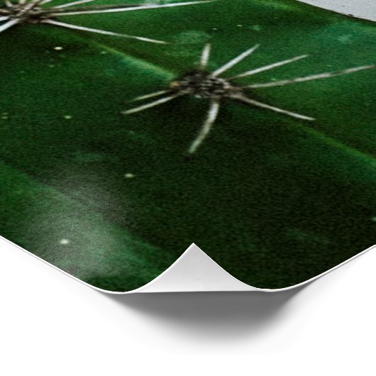 Grüner Kaktus vor weißer Wand ポスター (コーナー)