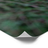 Grüner Strauch mit roten Beeren ポスター (角)