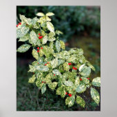 Grüner Strauch mit roten Beeren ポスター (正面)