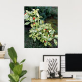 Grüner Strauch mit roten Beeren ポスター (ホームオフィス)