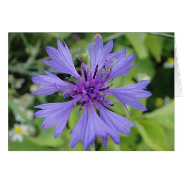 Grusskarte blaue Kornblume, blanko, gestaltbar (正面横)