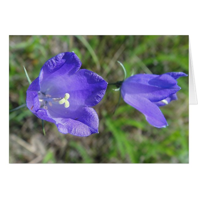 Grusskarte blaues Glockenblumenpaar, blanko (正面横)
