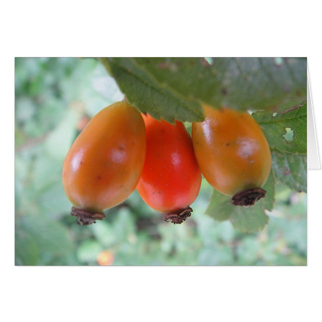 Grusskarte drei Hagebutten, blanko (正面横)
