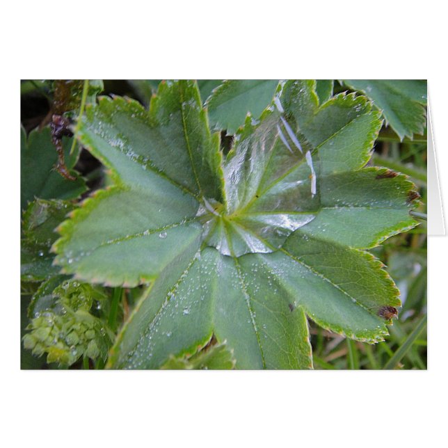Grusskarte Frauenmantelblatt mit Wassertropfen (正面横)