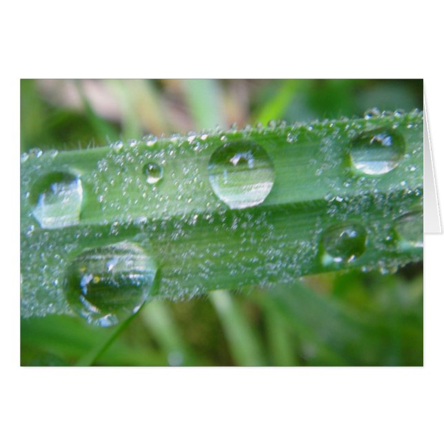 Grusskarte Grashalm mit Wassertropfen, blanko (正面横)