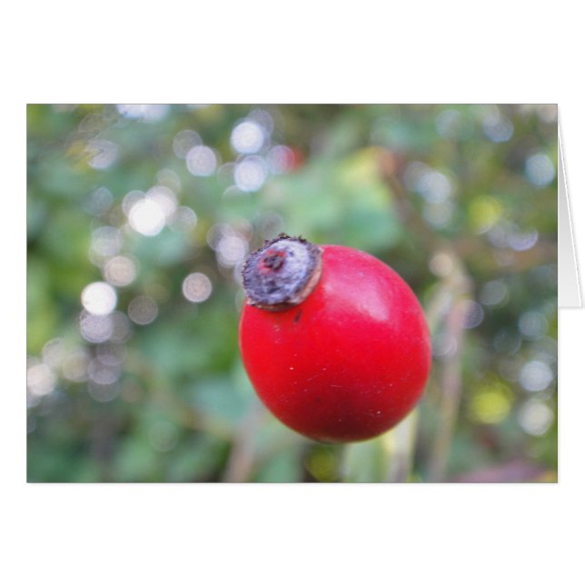 Grusskarte Hagebutte, blanko (正面横)