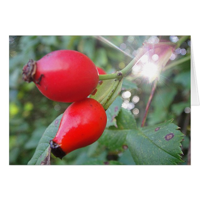 Grusskarte Hagebutte mit Sonnenstrahl, blanko (正面横)