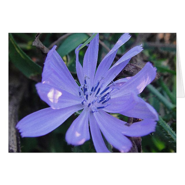 Grusskarte hübsche blaue Wildblume, blanko (正面横)