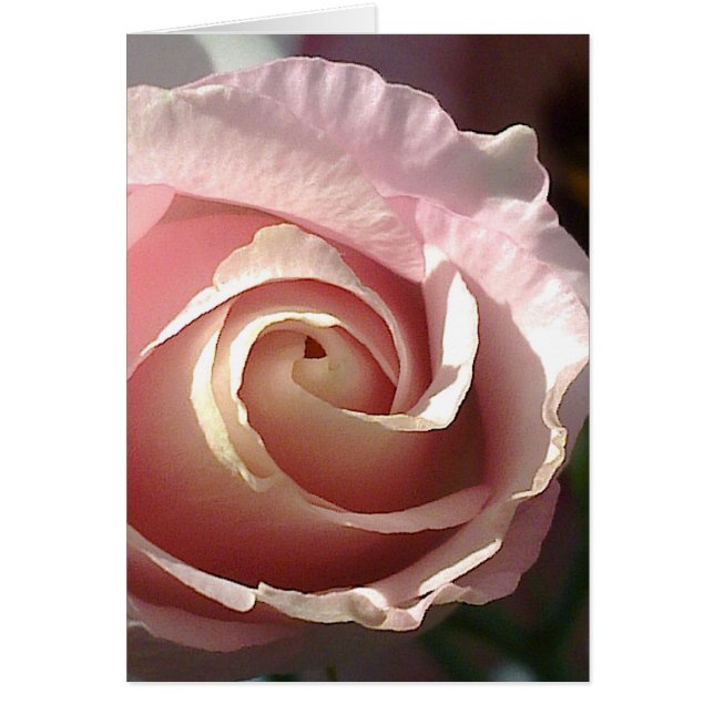 Grusskarte hübsche rosa Rose (正面)