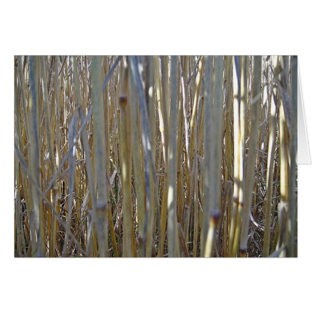 Grusskarte Kornstengel, blanko, gastaltbar (正面横)