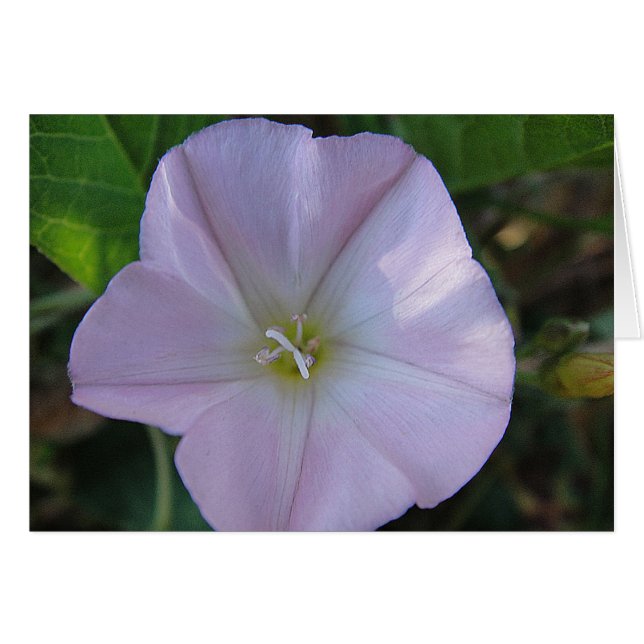 Grusskarte lila Blüte, blanko, gestaltbar (正面横)