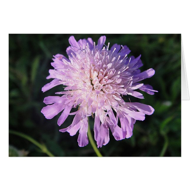 Grusskarte lila Scabiosa, blanko, gestaltbar (正面横)