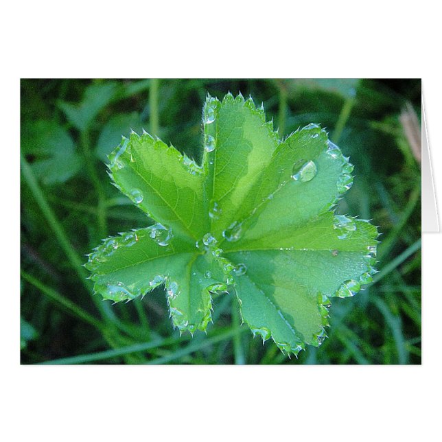 Grusskarte Wassertropfen auf Frauenmantelblatt (正面横)