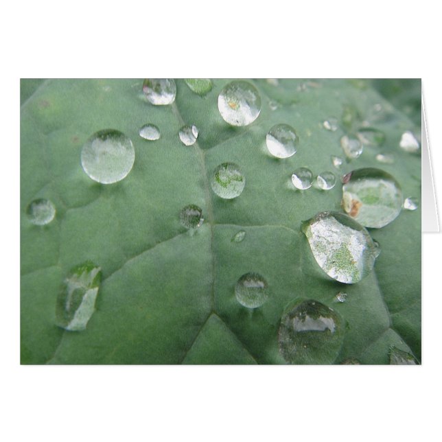 Grusskarte Wassertropfen auf graugrünem Blatt (正面横)