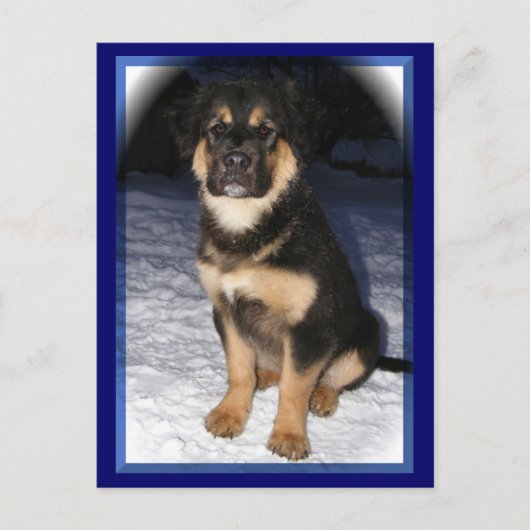 GSD混載ポストカード ポストカード (正面)