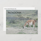 Guanaco Llama, Patagonia，チリのポストカード ポストカード (正面/裏面)