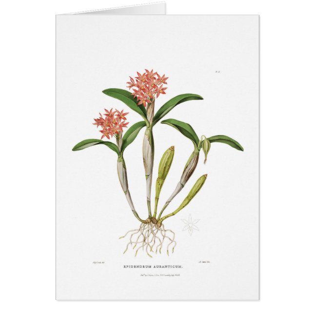 Guariantheのaurantiaca (正面)