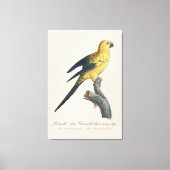 Guarouba dans sons jeune age / Sun parakeet キャンバスプリント (正面)