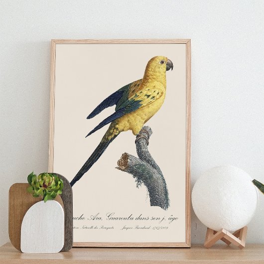 Guarouba dans sons jeune age / Sun parakeet フォトプリント